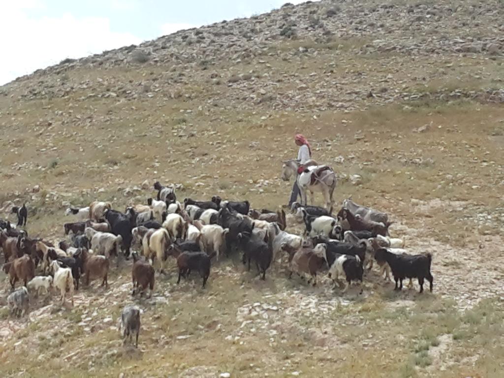 A bedouin shepherd with his herd winter 2015