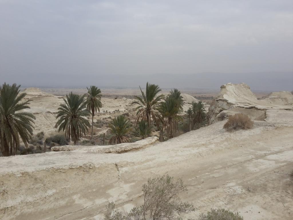 An oasis in the Judean desert 2014