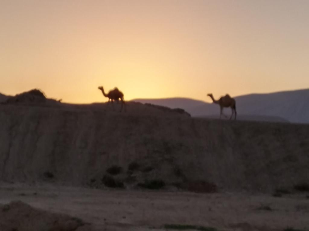 Jordan Valley a group of camels 2015