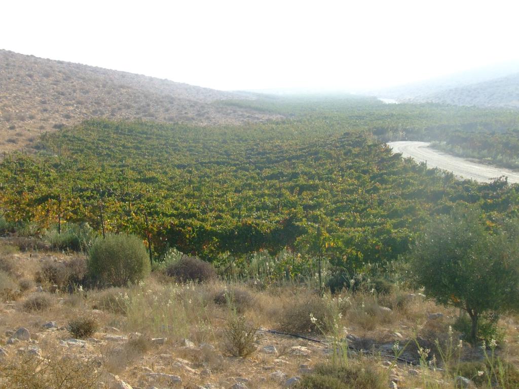 vinyard in the Negev desert